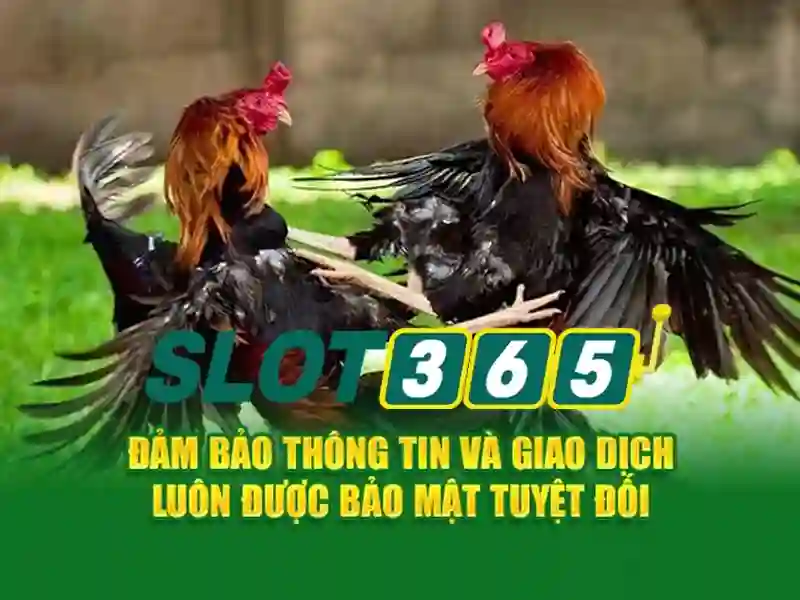 hỗ trợ Slot365 – Giới thiệu và định vị
